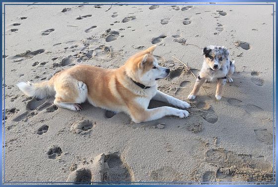 Bild "Galerie:strand.jpg"