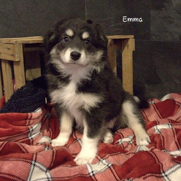 Bild "Willkommen:emma2.jpg"