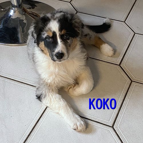 Bild "wurf2:koko3.jpg"