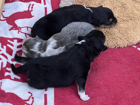 Bild "wurf4:alle1.jpeg"