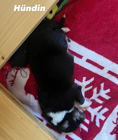 Bild "wurf4:huendin.jpeg"