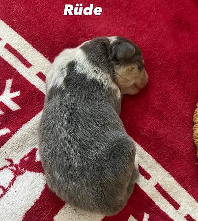 Bild "wurf4:ruede1.jpeg"