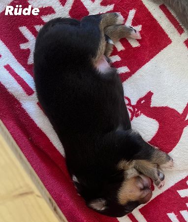 Bild "wurf4:ruede2.jpeg"